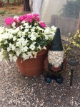 Gnomes…Gnomes…and more Gnome Adventure