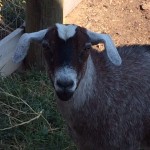 Annabellegoat