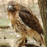 Red-tailed_Hawk_Buteo_jamaicensis_Full_Body_1880px