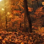 autum-fall-forest-leaves-woods-Favim.com-108142