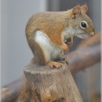 cute-little-squirrel